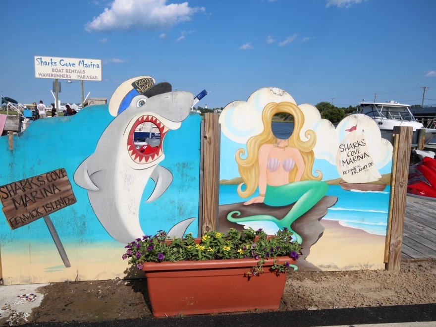 Shark's Cove Marina