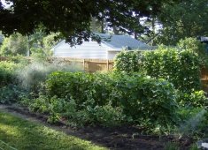 Sharon's Natural Gardens