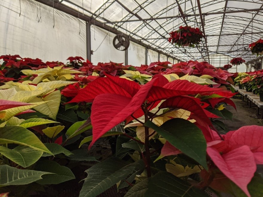 Lakeside Greenhouses
