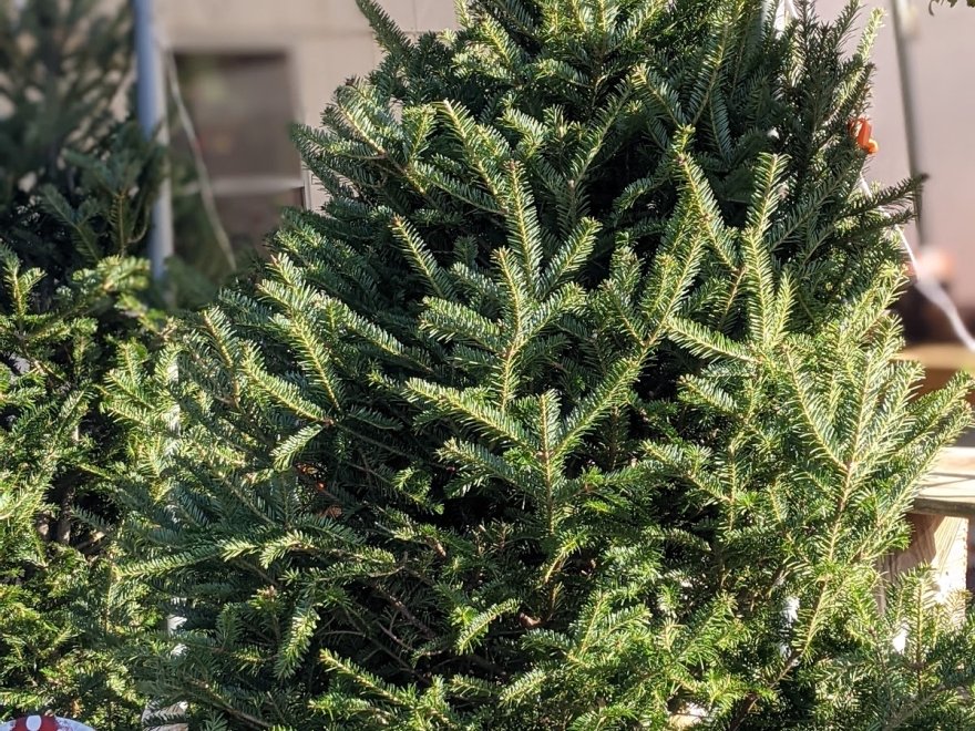 Lakeside Greenhouses