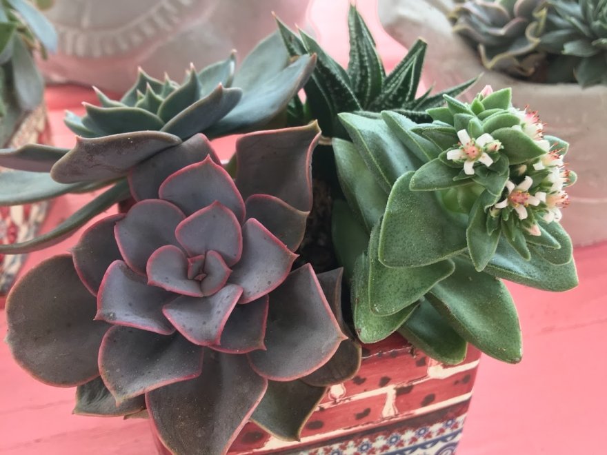 Inland Bays Garden Center