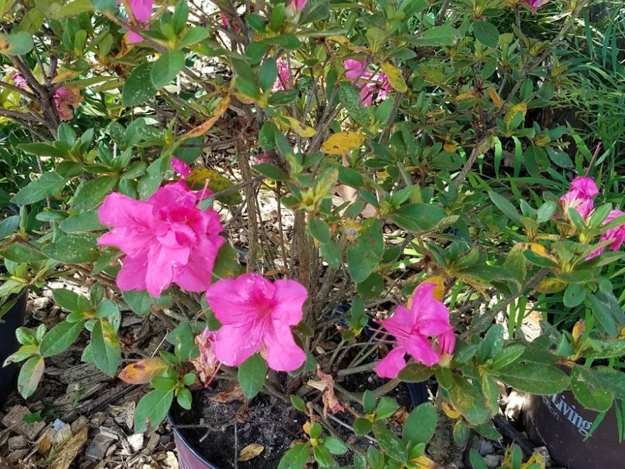 Inland Bays Garden Center