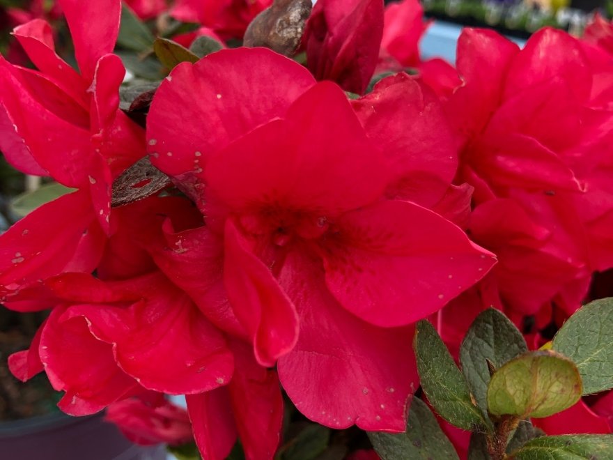 Inland Bays Garden Center