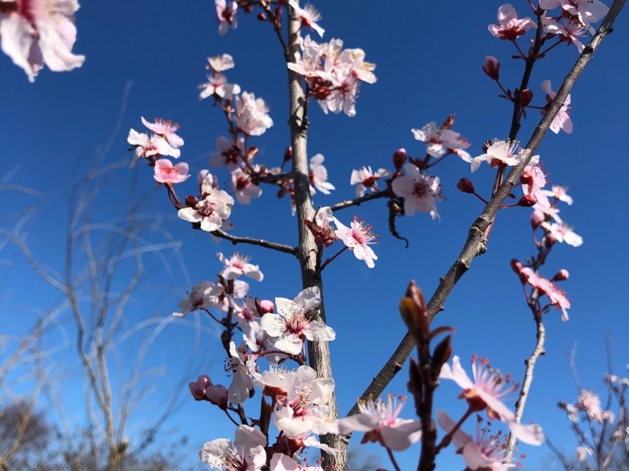 Inland Bays Garden Center