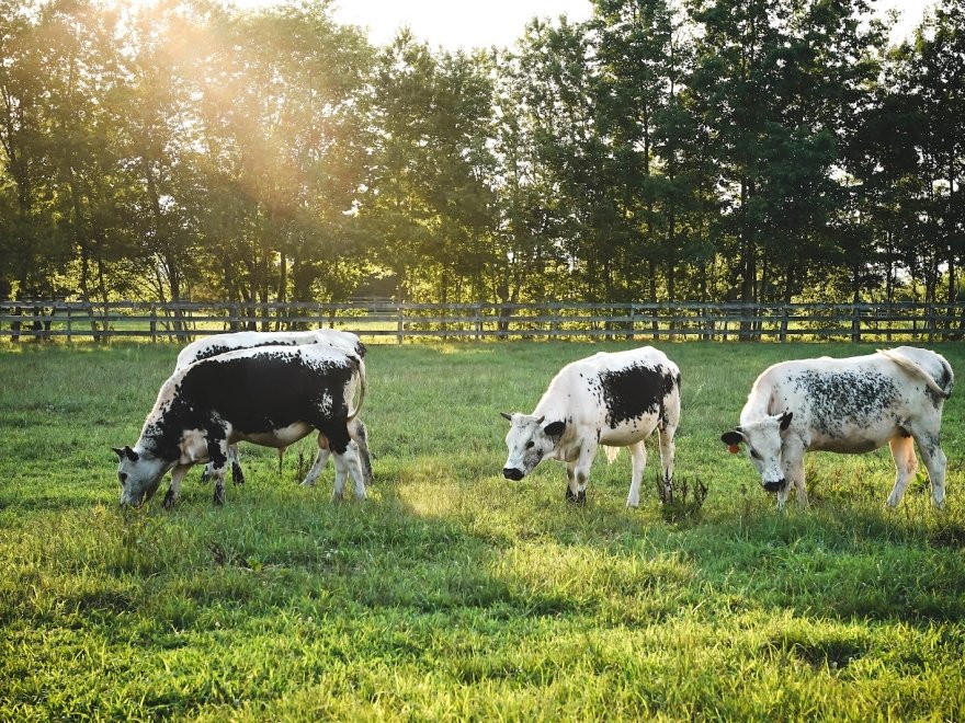Story Hill Farm