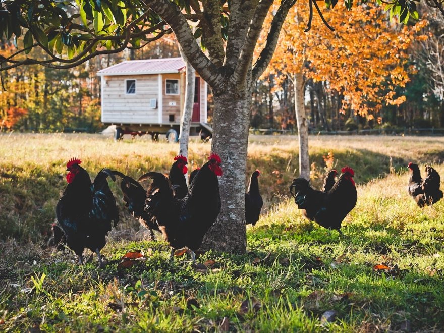 Story Hill Farm