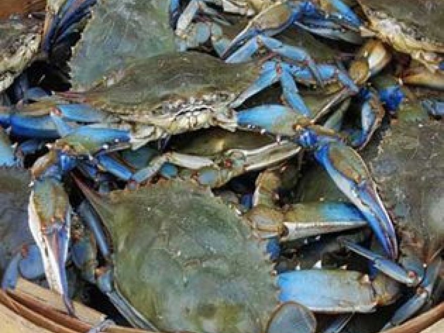 The Crab Connect