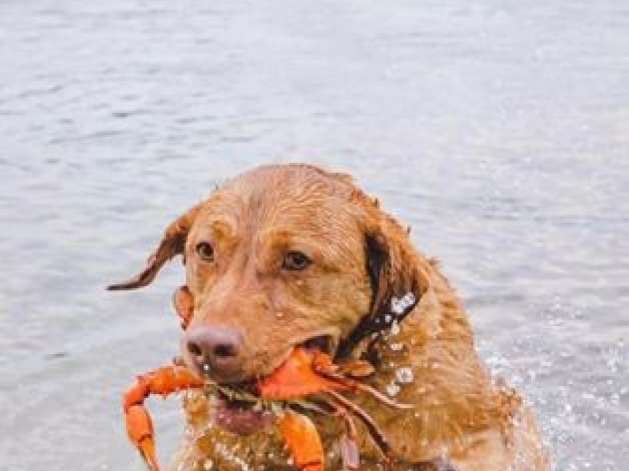 The Crab Connect