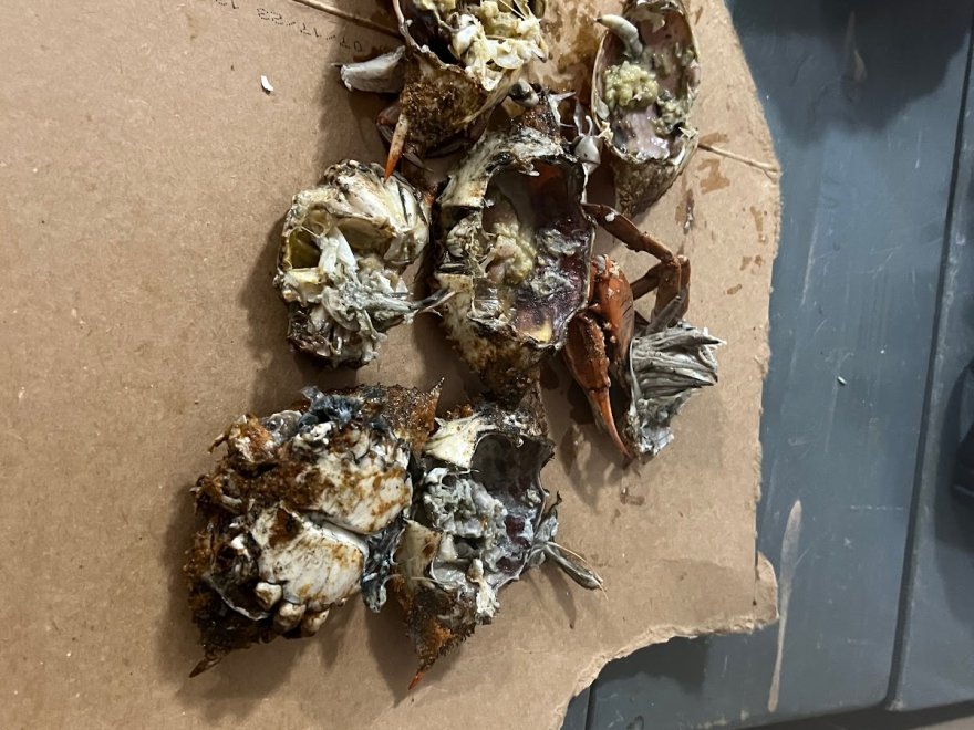 The Crab Connect