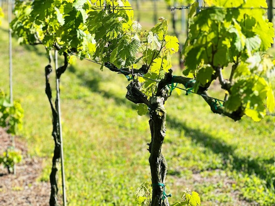 Twin Branch Winery