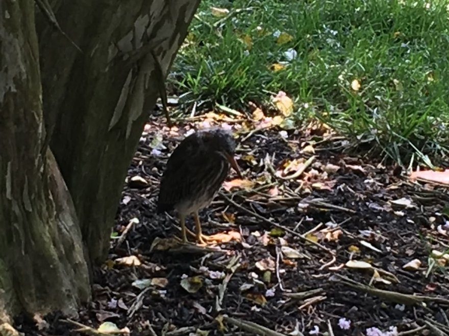 The Lewes Historical Society