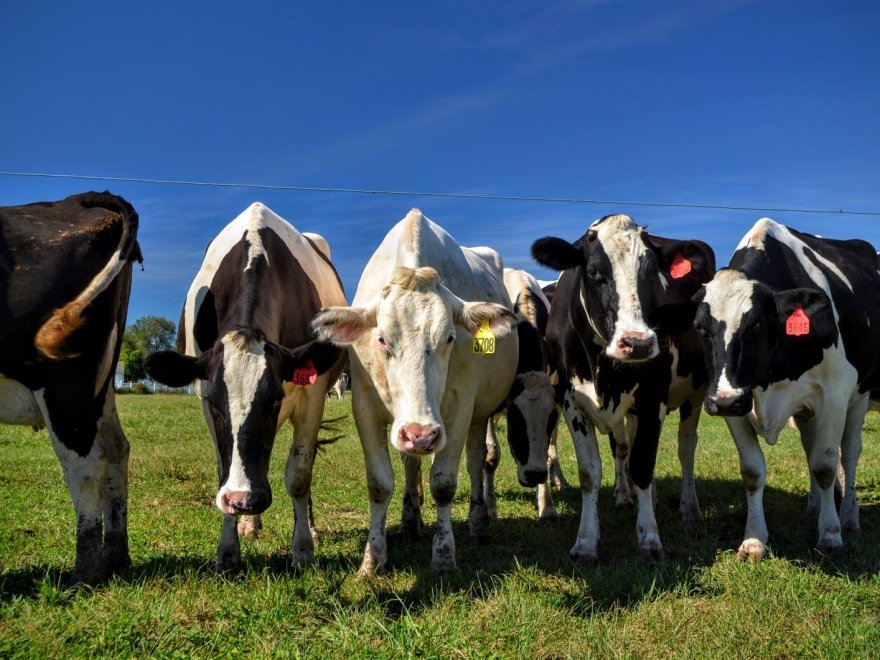 Vanderwende Farm Creamery