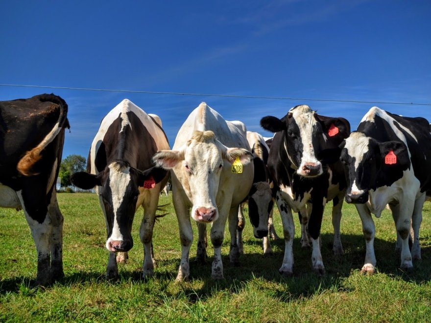 Vanderwende Farm Creamery