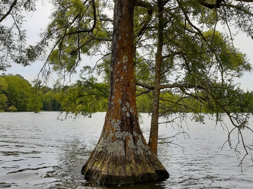 Trap Pond State Park
