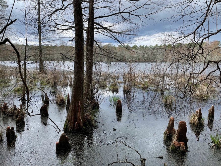 Trap Pond State Park