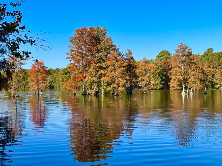 Trap Pond State Park