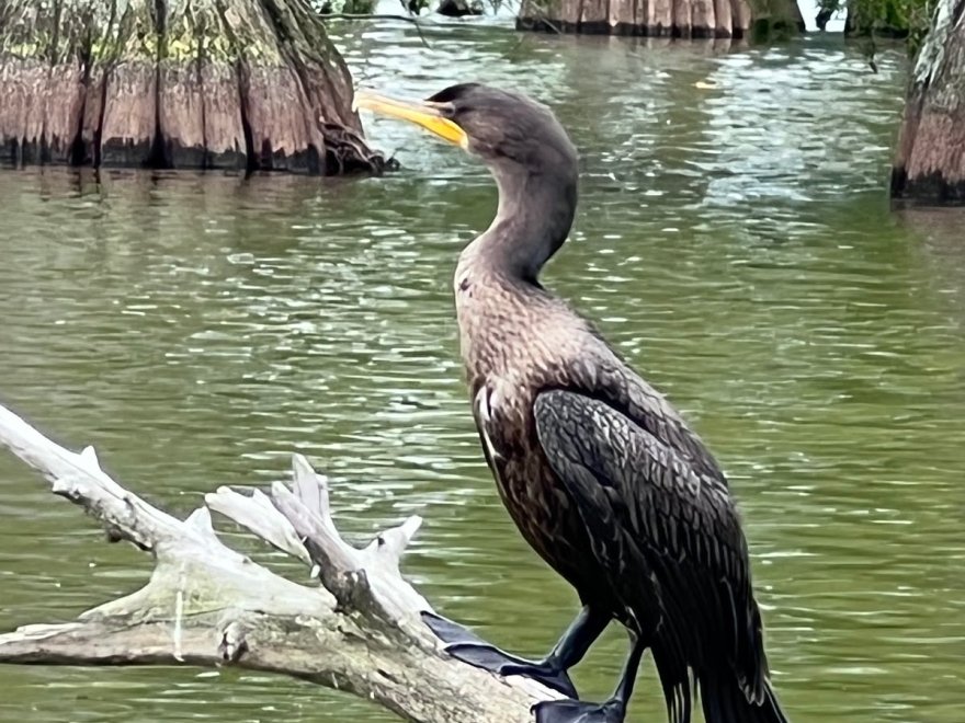Trap Pond State Park