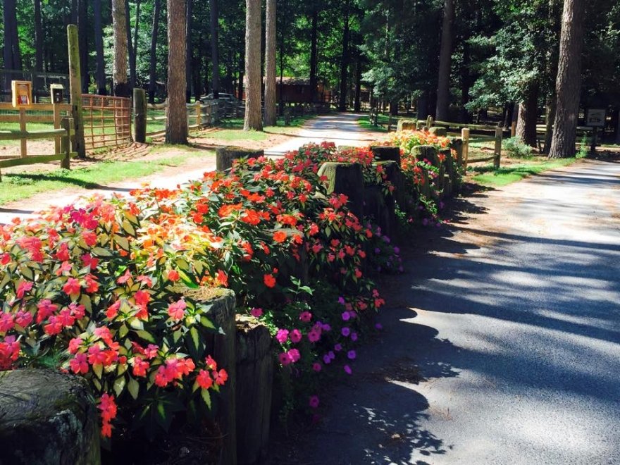 Holly Lake Campsites