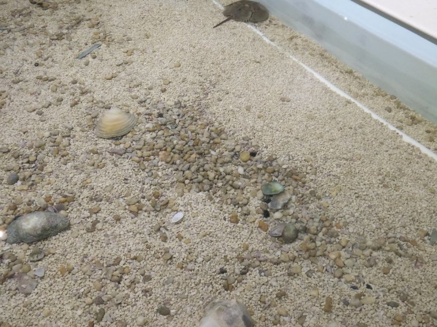 Seaside Nature Center