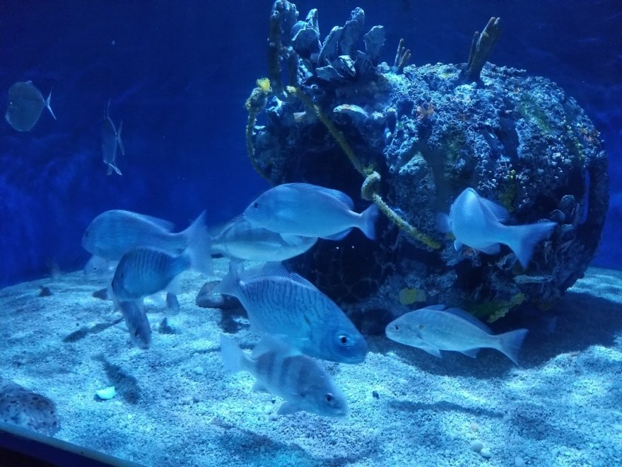 Seaside Nature Center